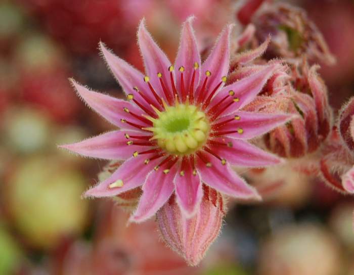 Sempervivum Dachwurz Hauswurz